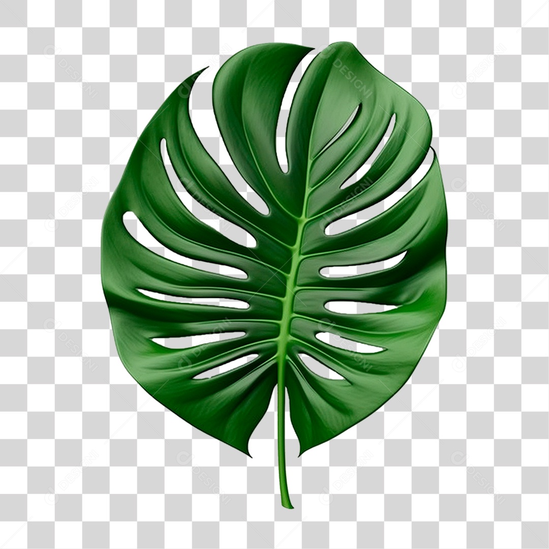 Folha Costela de Adão PNG Transparente