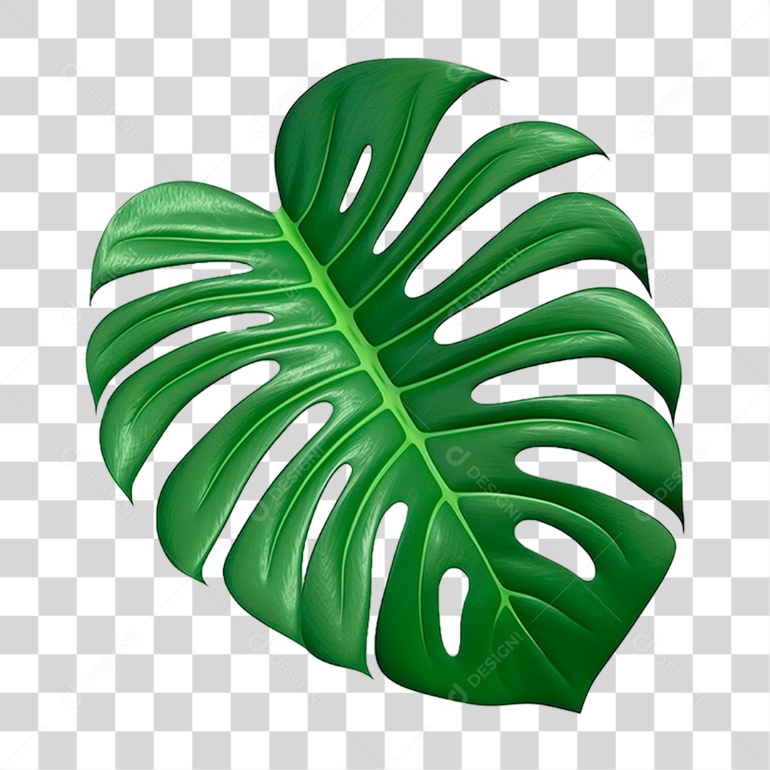 Folha Costela de Adão PNG Transparente