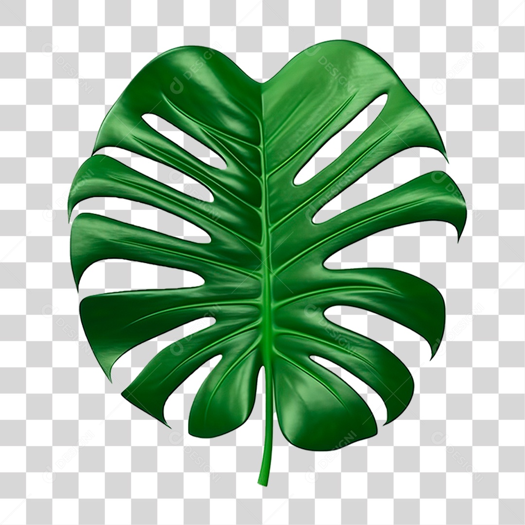 Folha Costela de Adão PNG Transparente