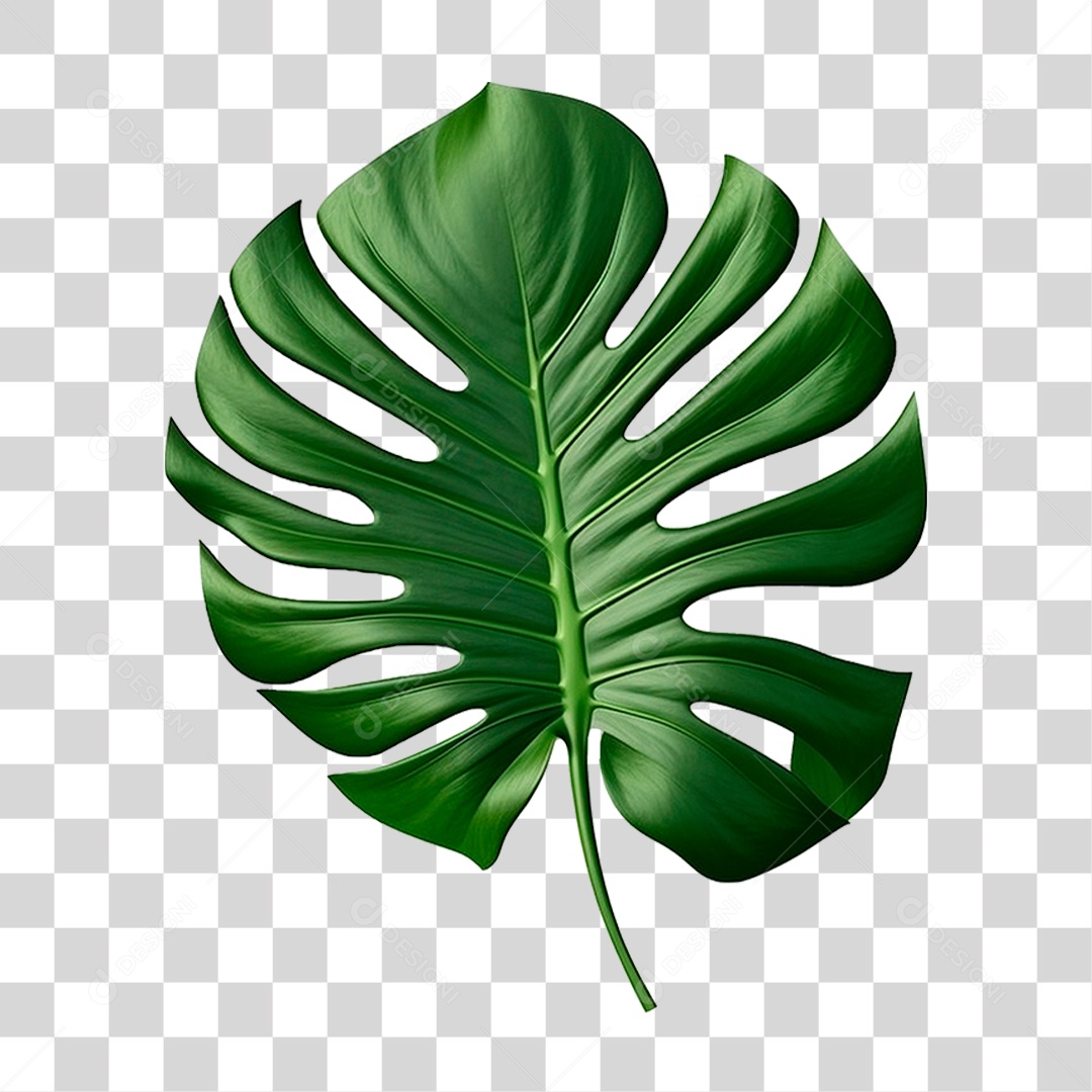 Folha Costela de Adão PNG Transparente