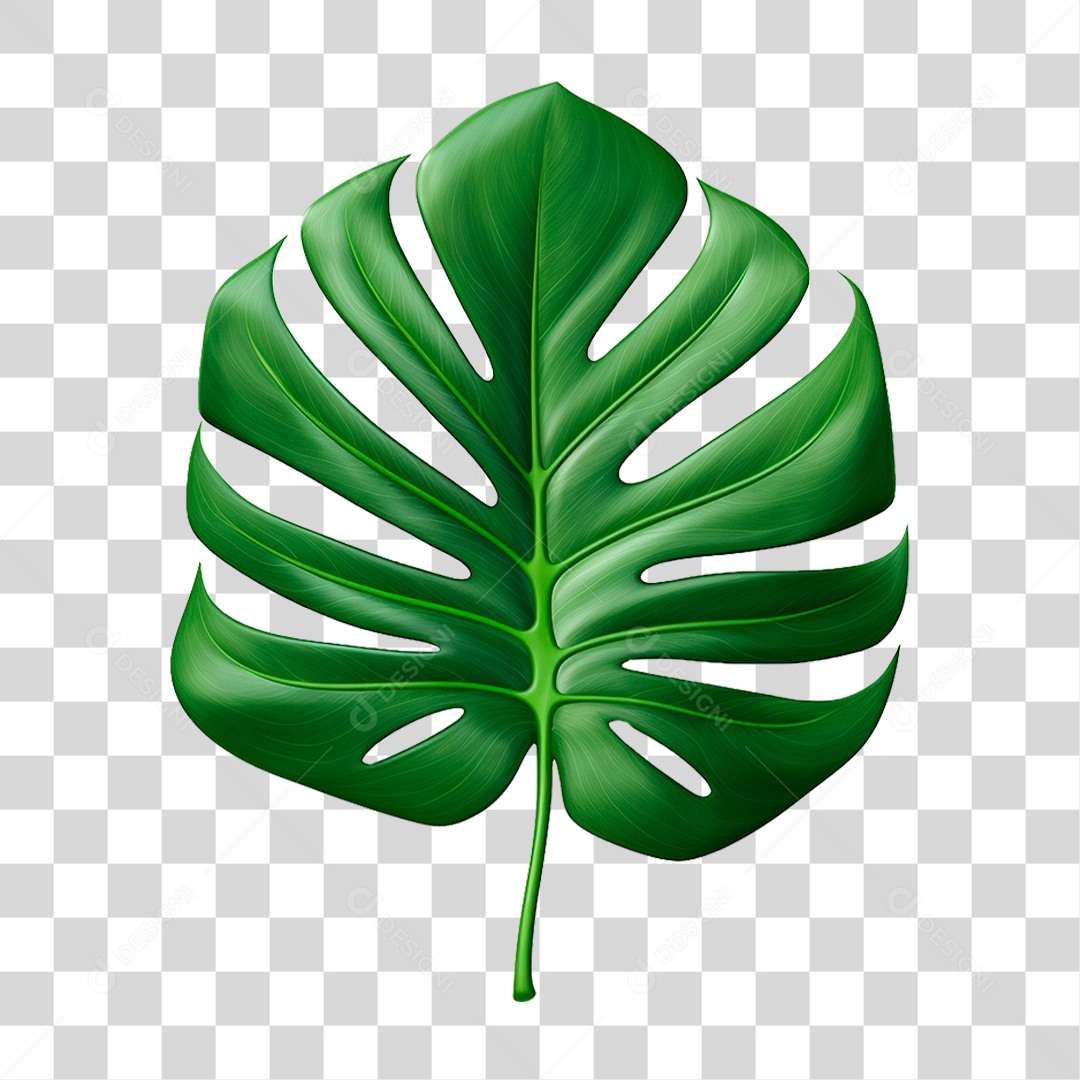 Folha Costela de Adão PNG Transparente