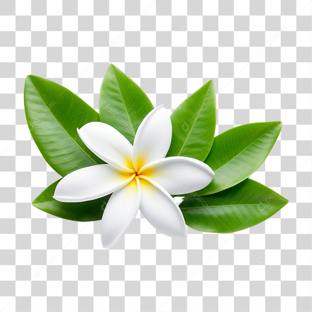 Flor Jasmim Manga PNG Transparente