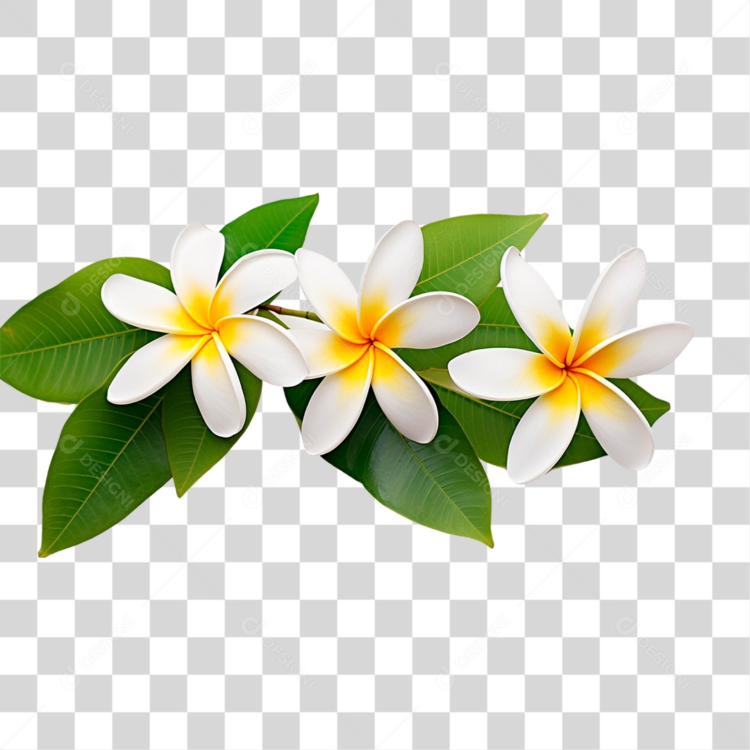 Flores Jasmim Manga PNG Transparente