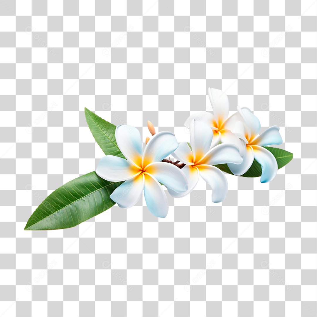 Flor Jasmim Manga PNG Transparente