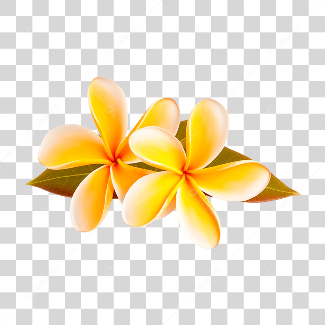 Flor Jasmim Manga PNG Transparente