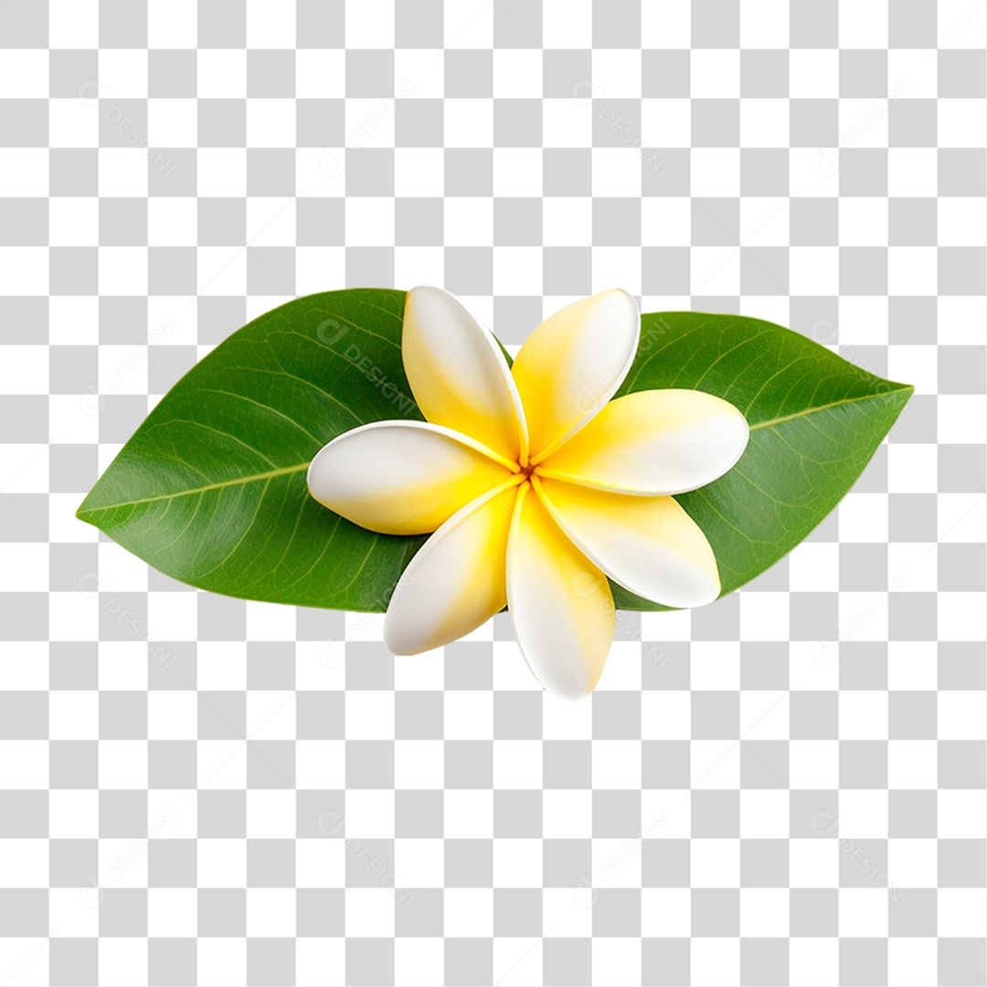 Flor Jasmim Manga PNG Transparente