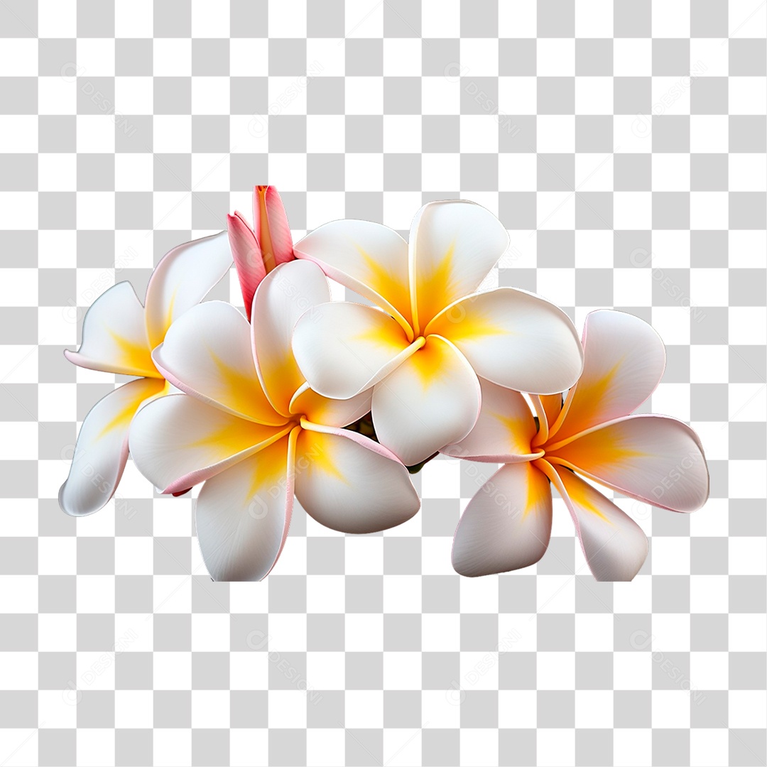 Flor Jasmim Manga PNG Transparente