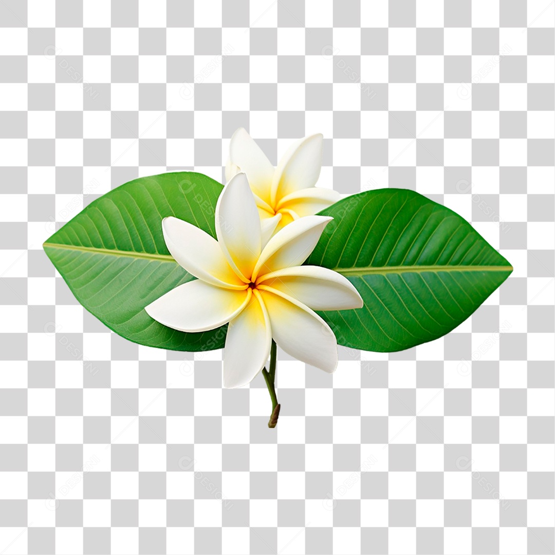 Jasmim Manga PNG Transparente