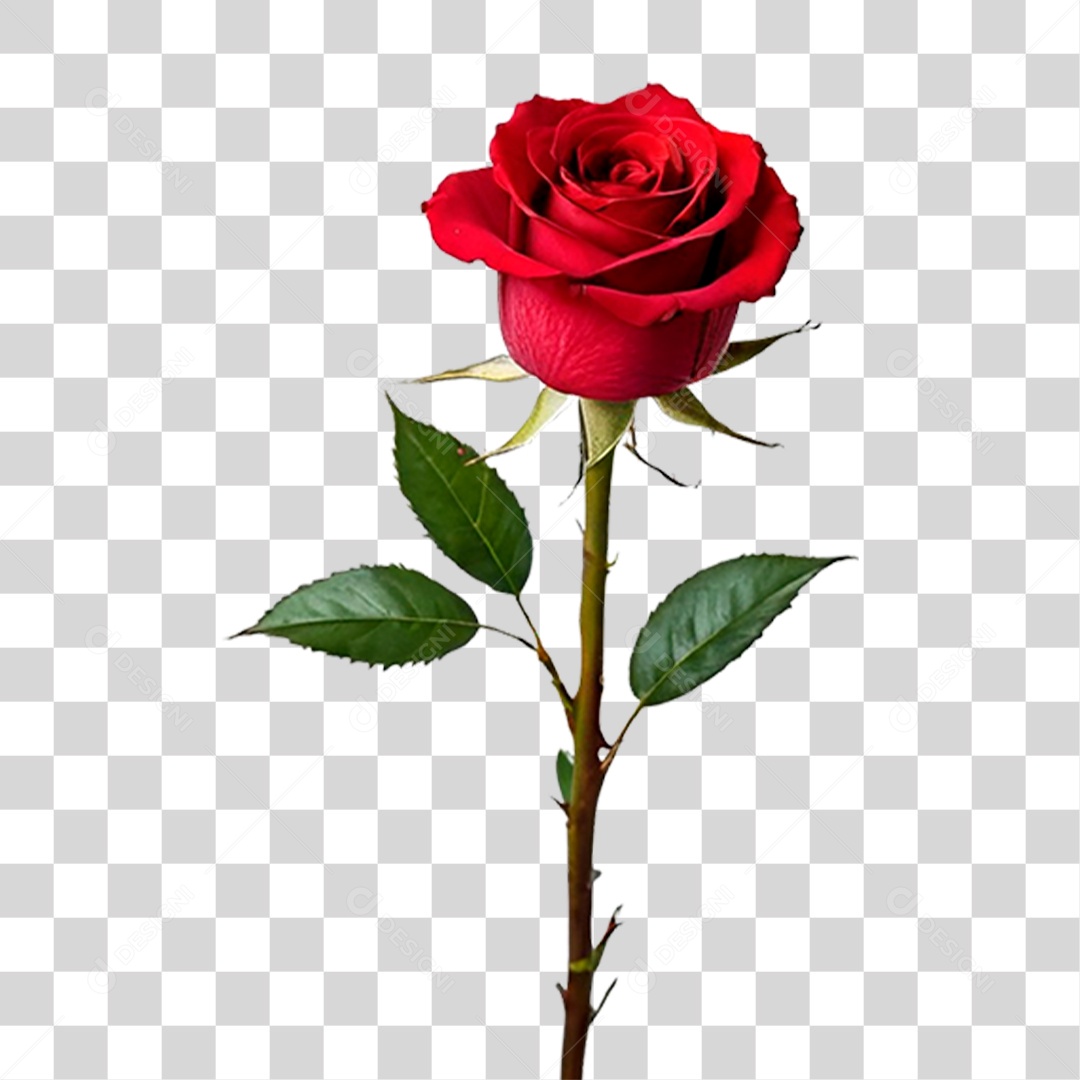 Rosa Vermelha PNG Transparente