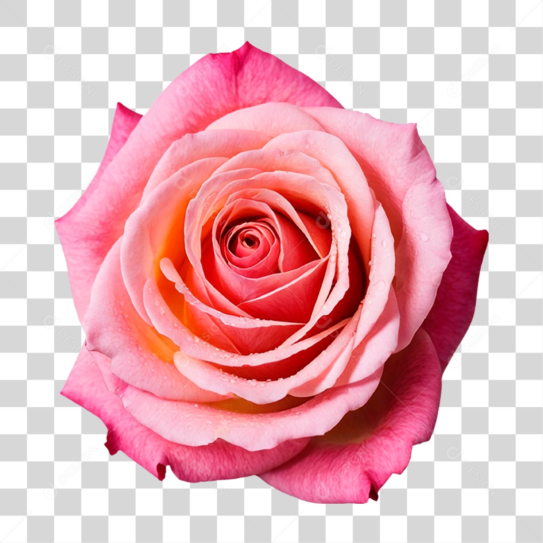 Rosa Vermelha PNG Transparente