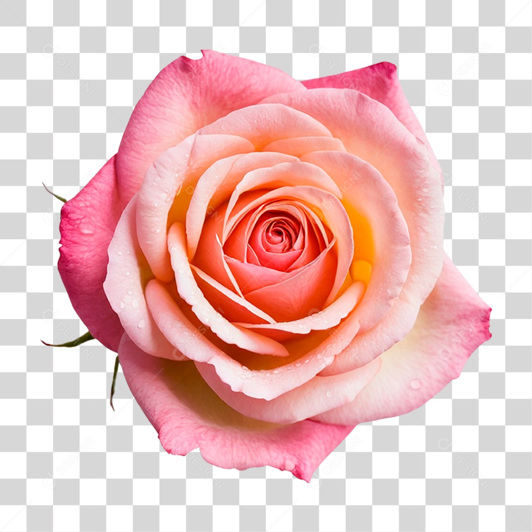 Rosa Vermelha PNG Transparente