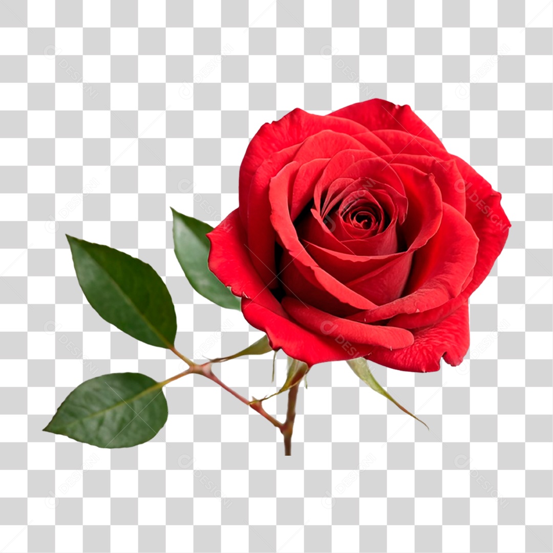 Rosa Vermelha PNG Transparente