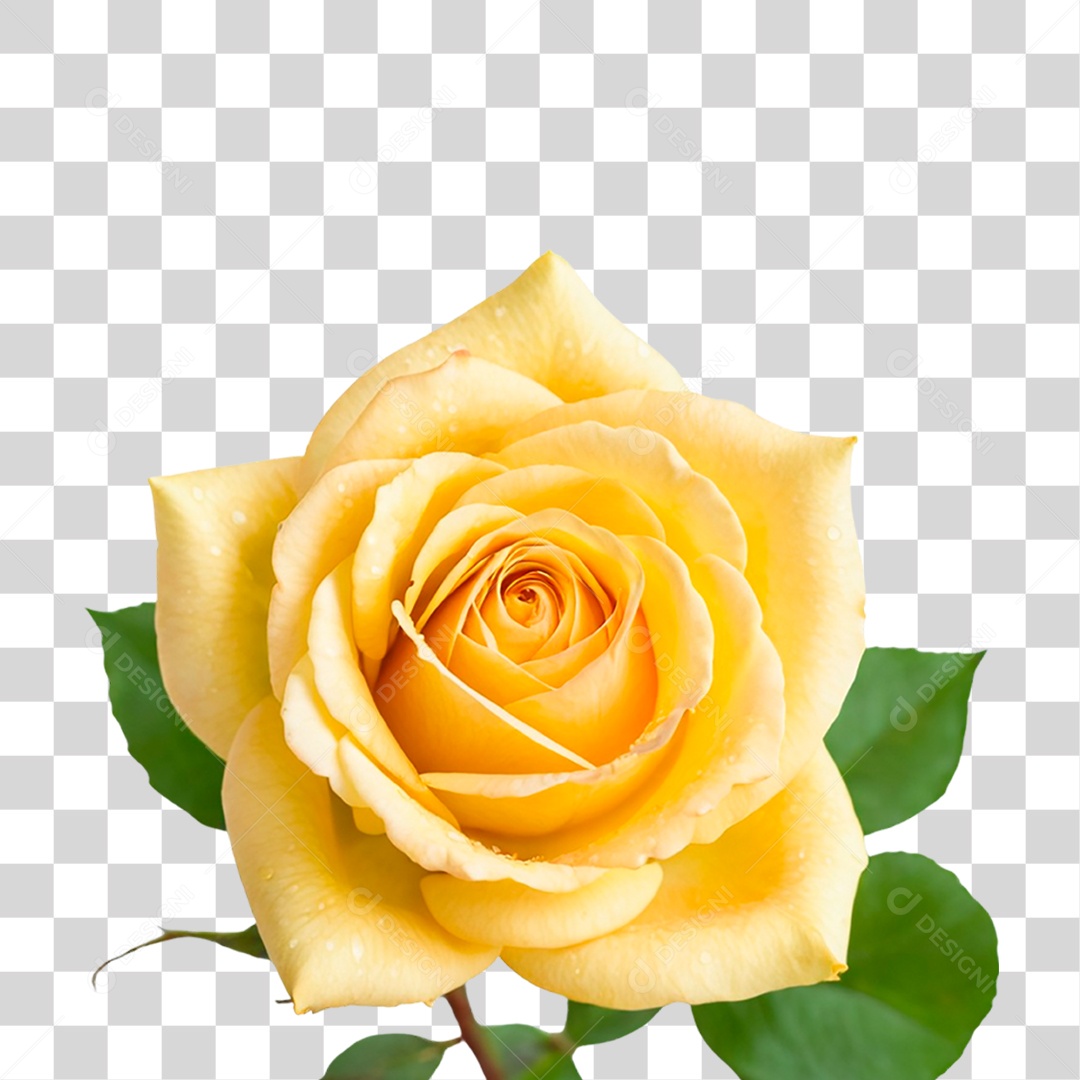 Rosa Amarela PNG Transparente