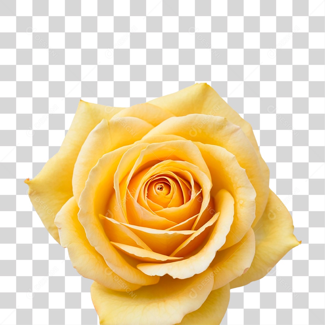 Rosa Amarela PNG Transparente