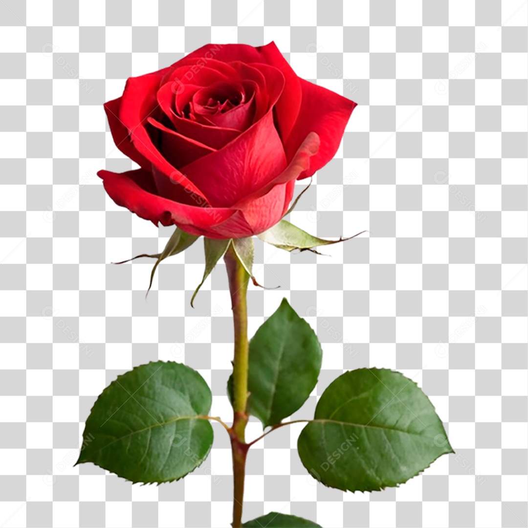 Rosa Vermelha PNG Transparente