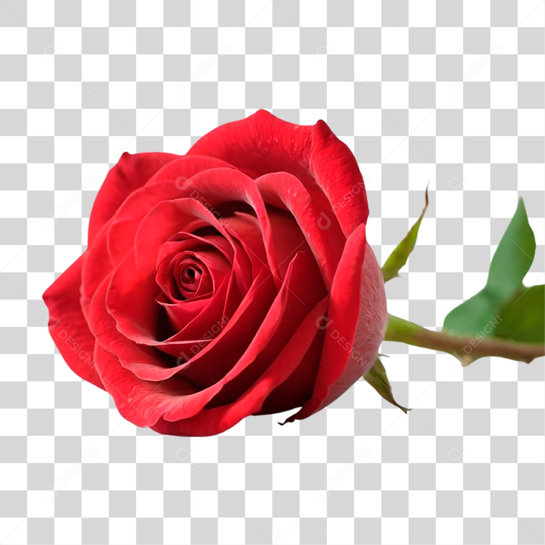 Rosa Vermelha PNG Transparente