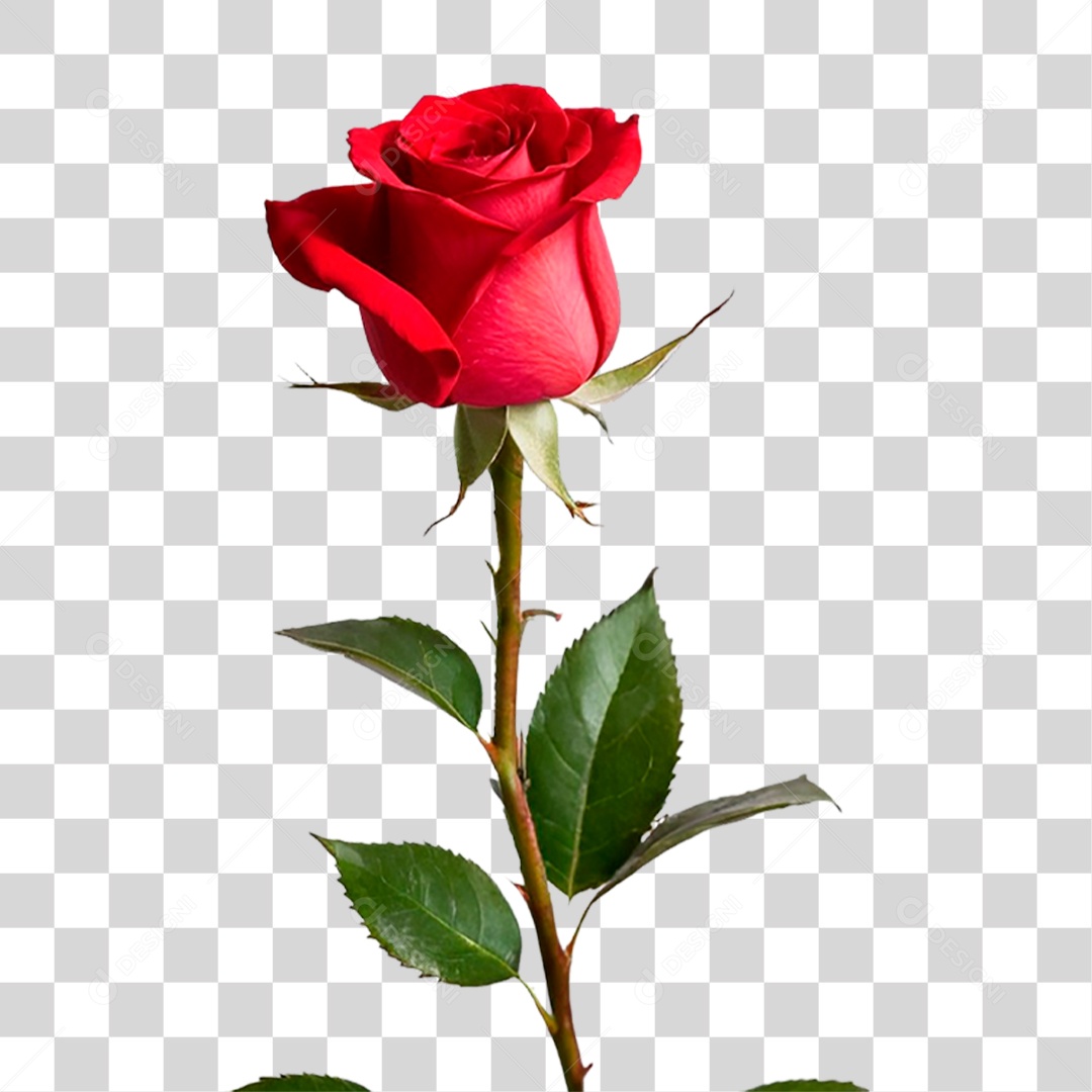 Rosa Vermelha PNG Transparente
