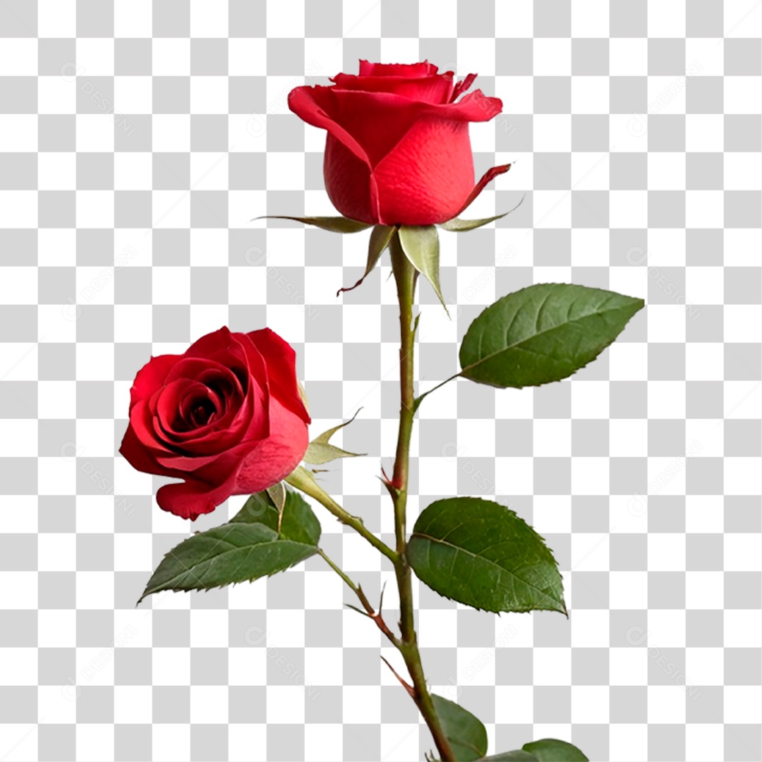 Rosa Vermelha PNG Transparente