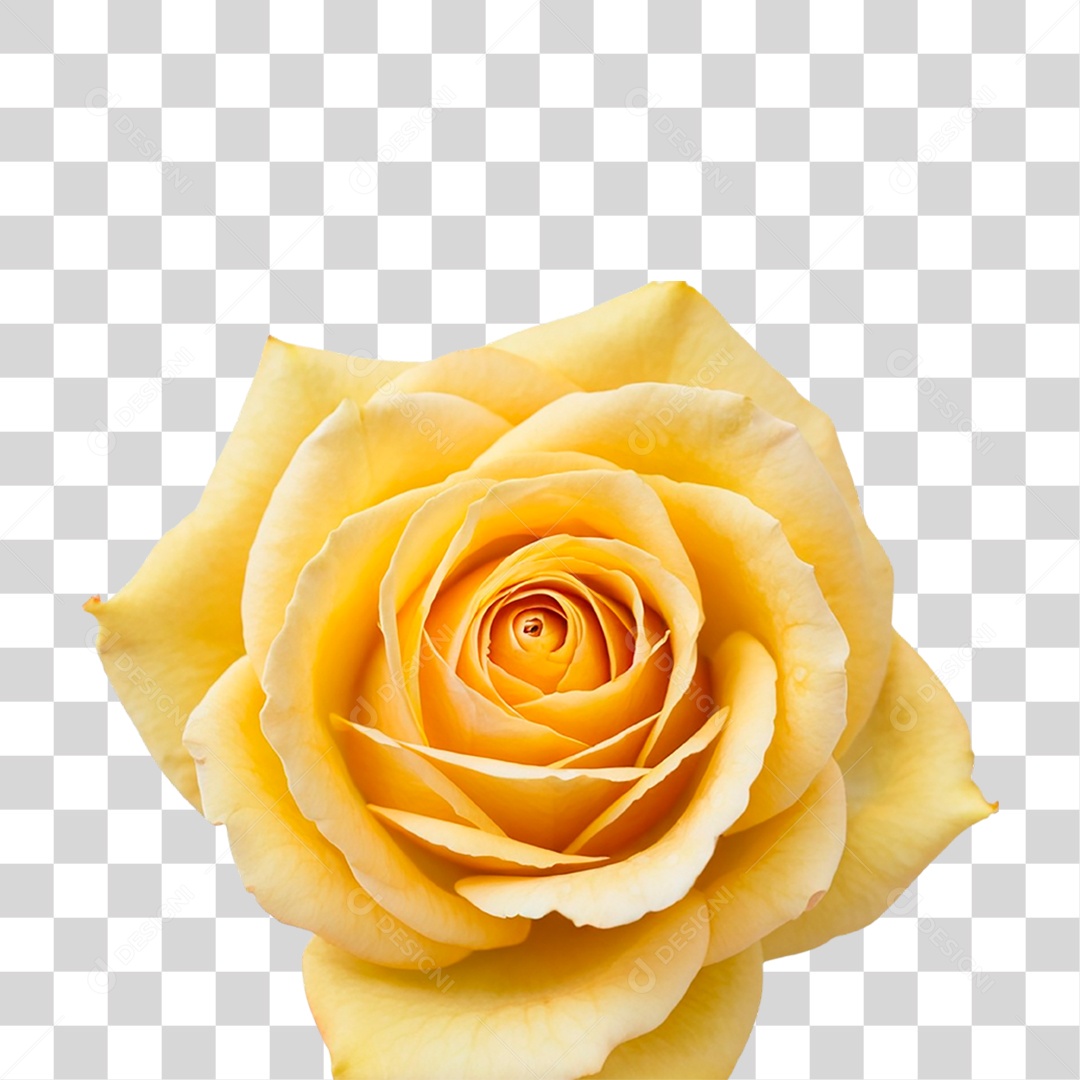 Rosa Amarela PNG Transparente