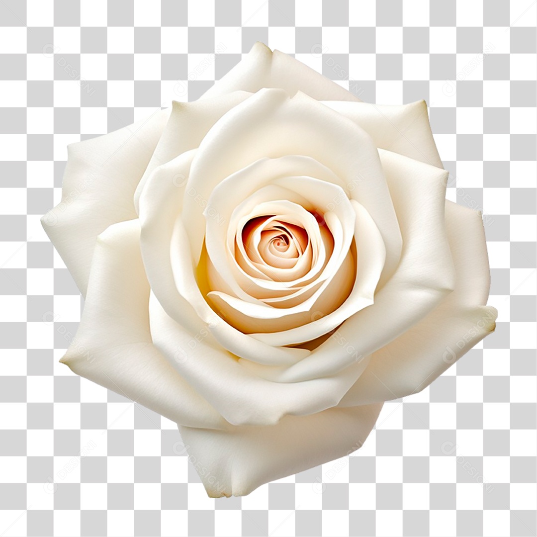 Rosa Branca PNG Transparente