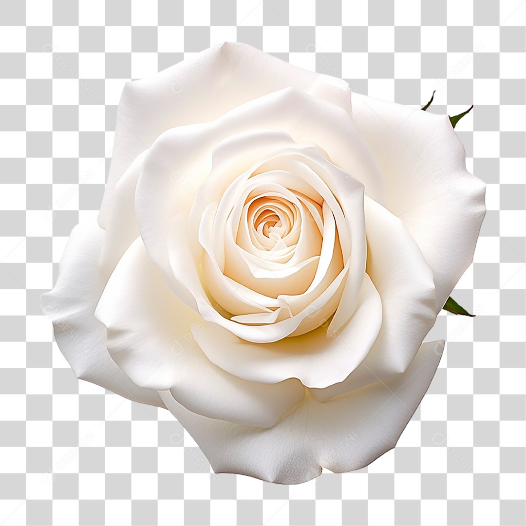 Rosa Branca PNG Transparente