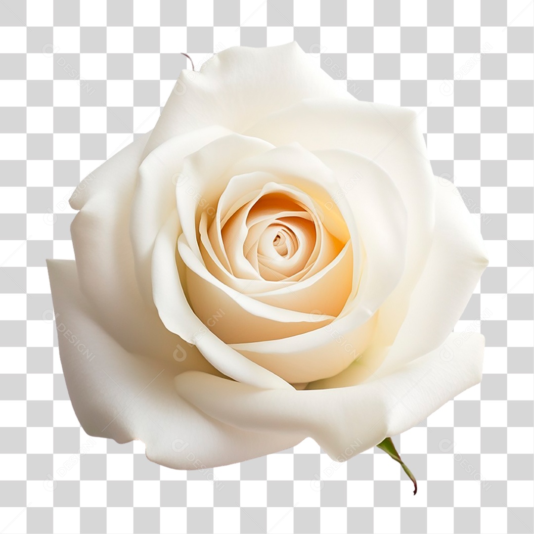 Rosa Branca PNG Transparente