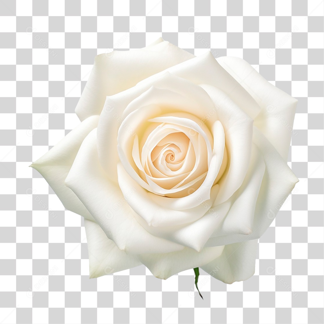 Rosa Branca PNG Transparente