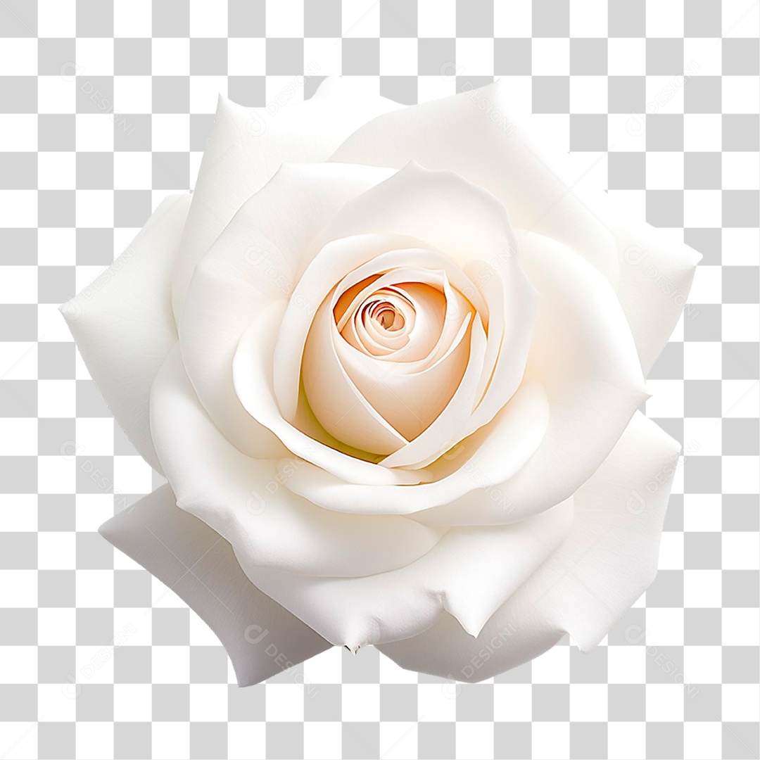 Rosa Branca PNG Transparente