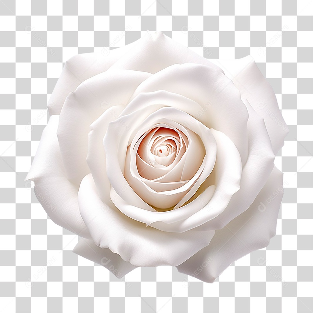 Rosa Branca PNG Transparente