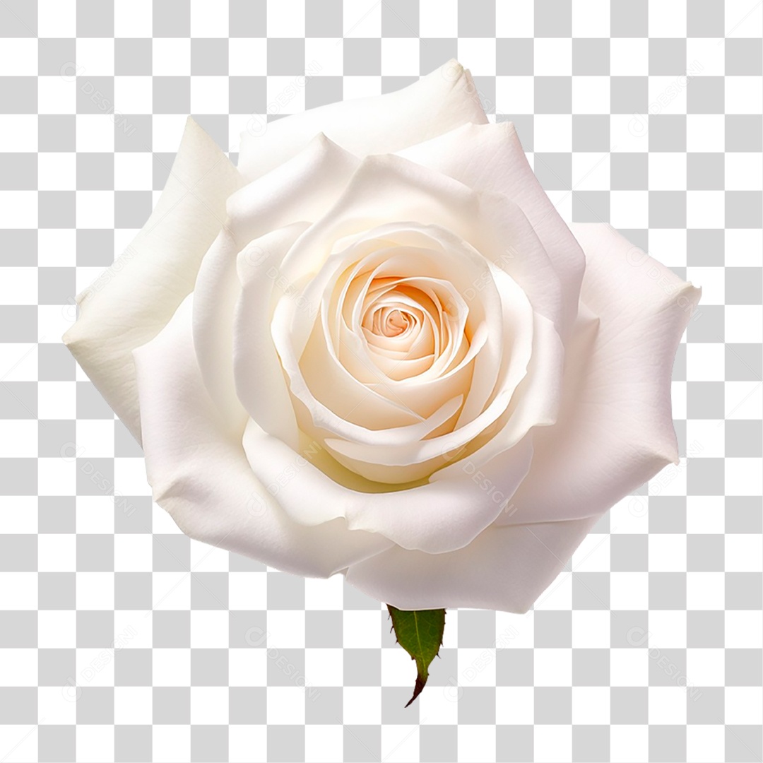 Rosa Branca PNG Transparente