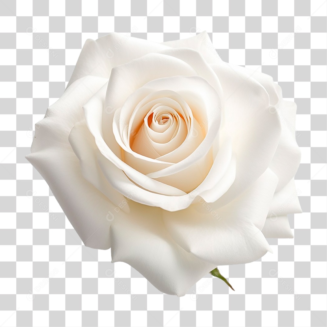 Rosa Branca PNG Transparente