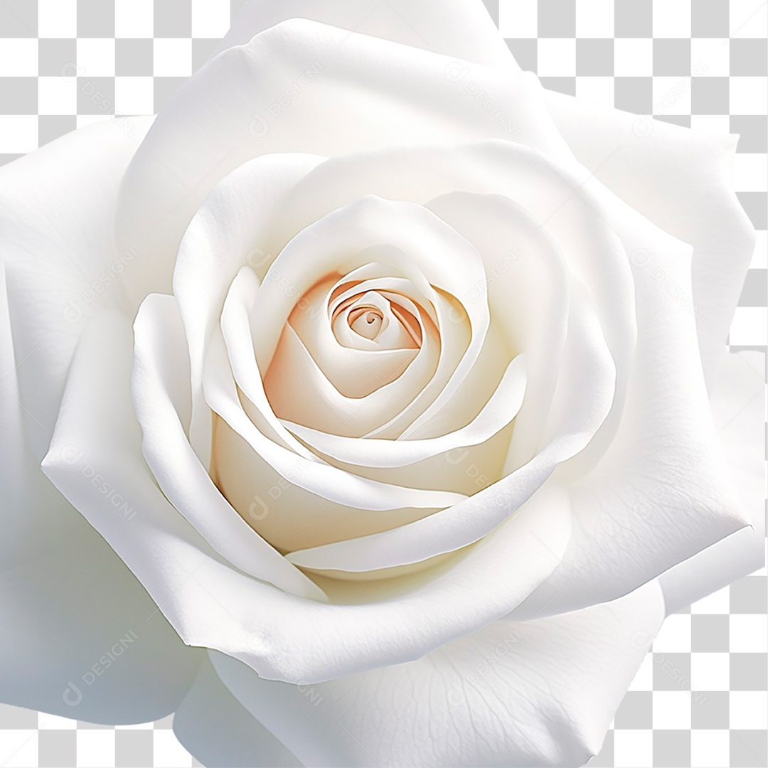Rosa Branca PNG Transparente