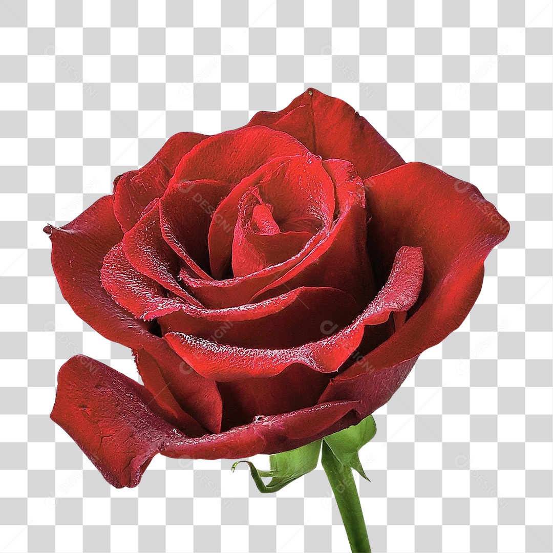 Flor Rosa PNG Transparente