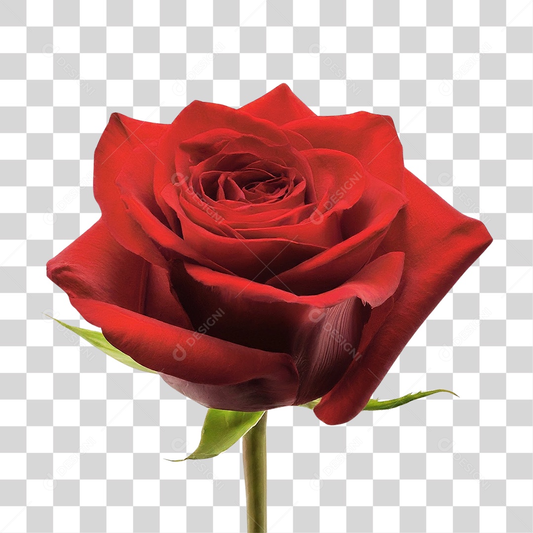 Flor Rosa PNG Transparente