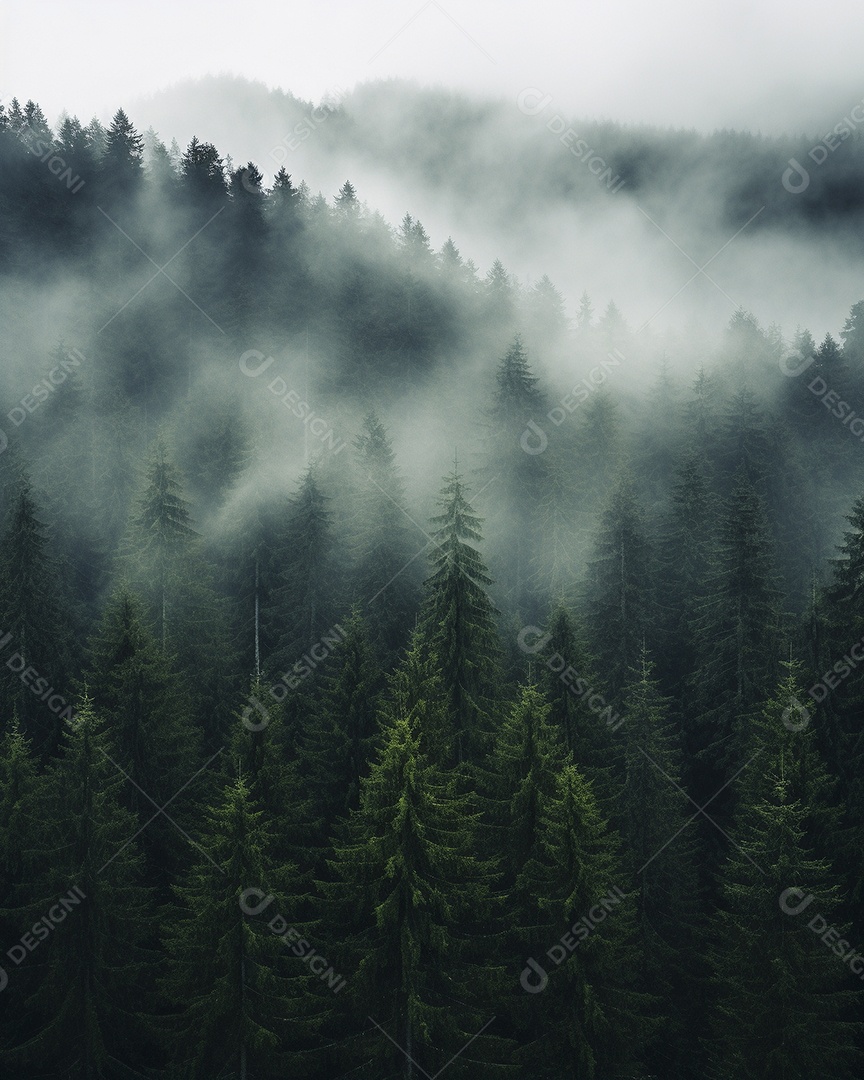 Bela floresta com névoa nublada ao redor das árvores