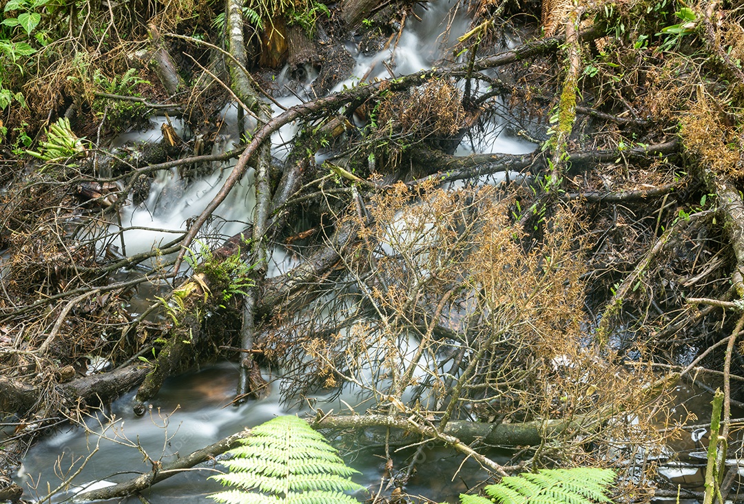 Cachoeira e rio fluindo através das plantas em uma floresta tropical