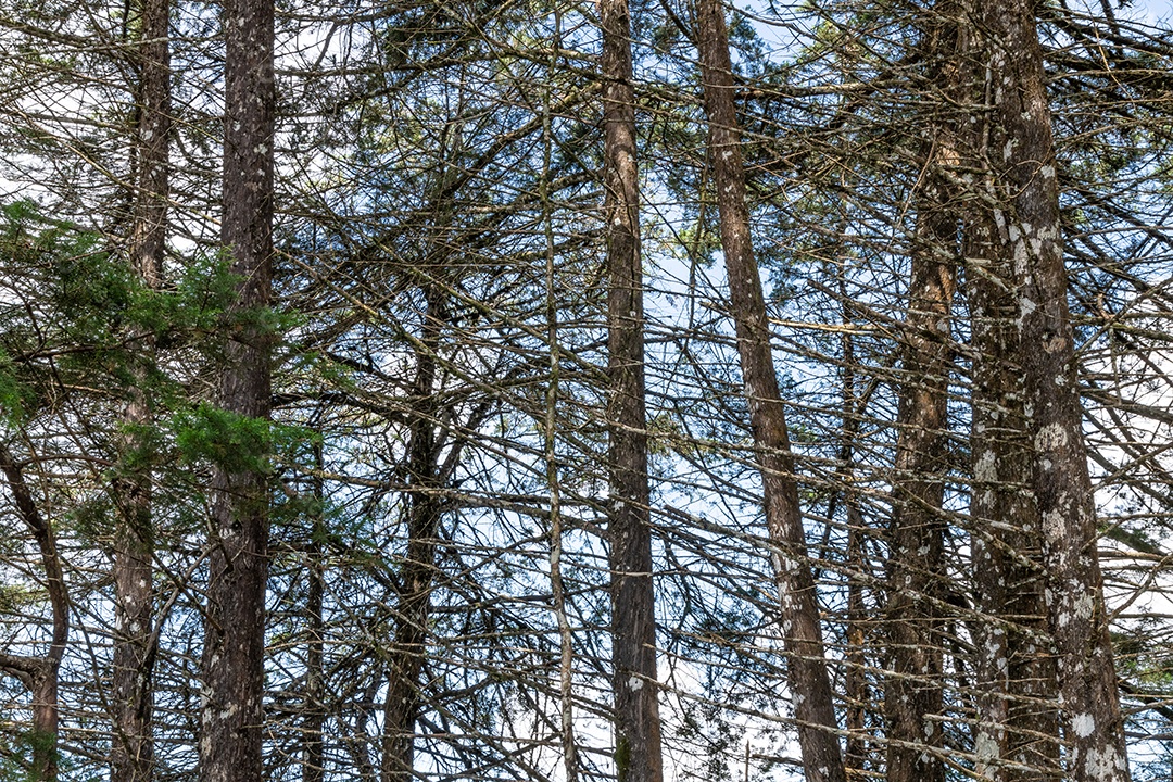 Árvores em uma floresta tropical