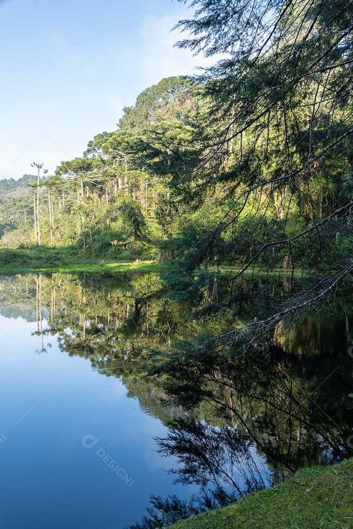 Árvores perto de um lago na floresta