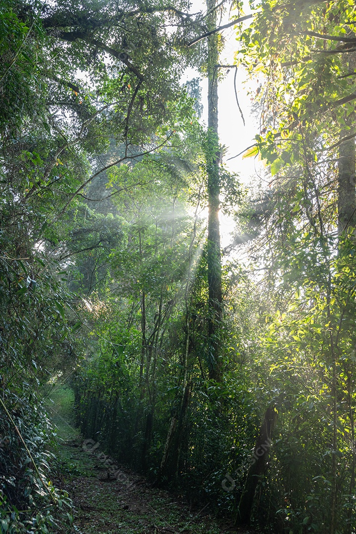 Caminho para a floresta ao nascer do sol