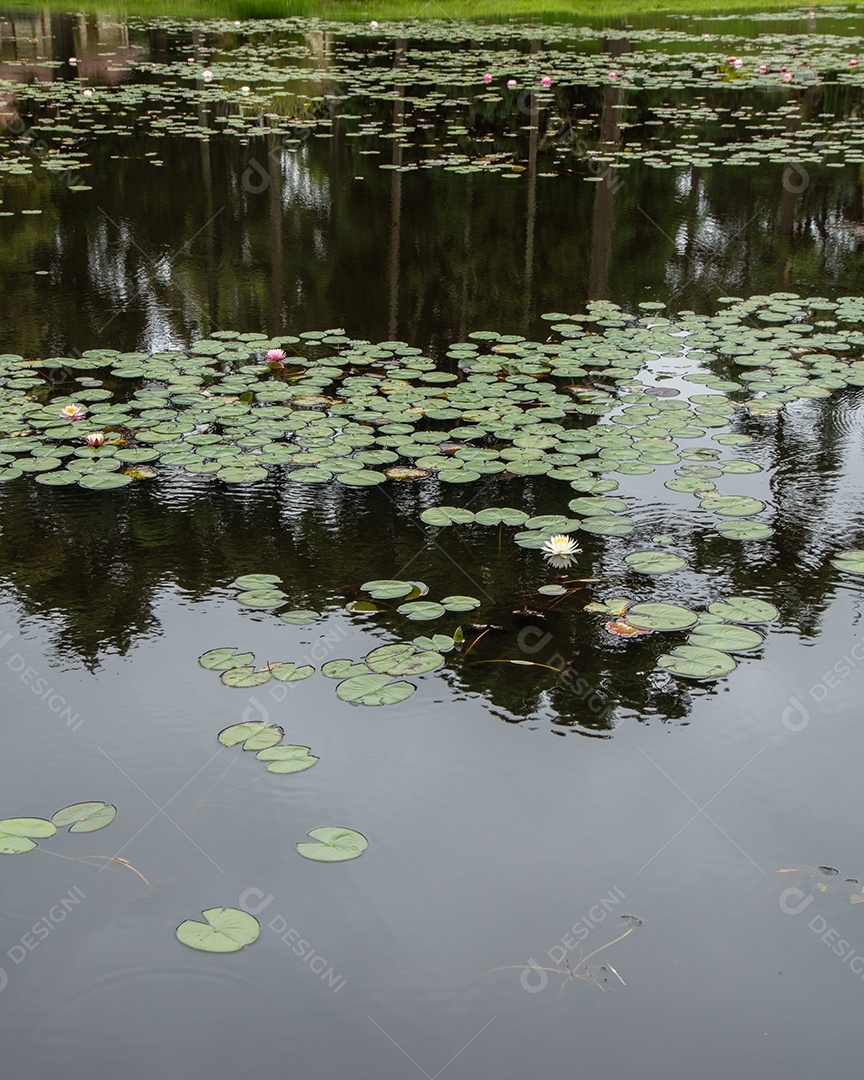 Folhas de nenúfar em um lago