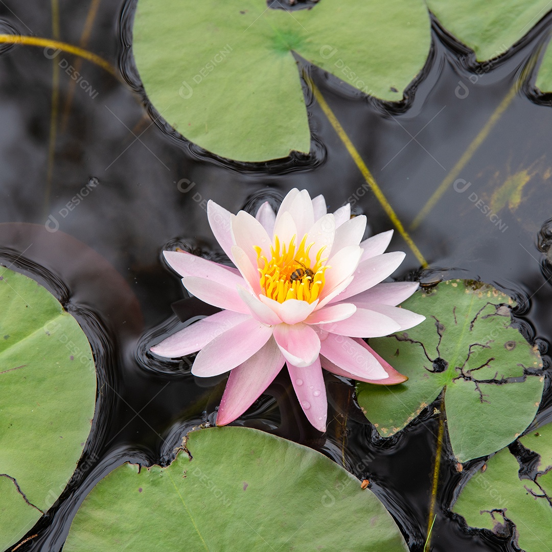 Nenúfar rosa e amarelo ao lado de lírios em um lago