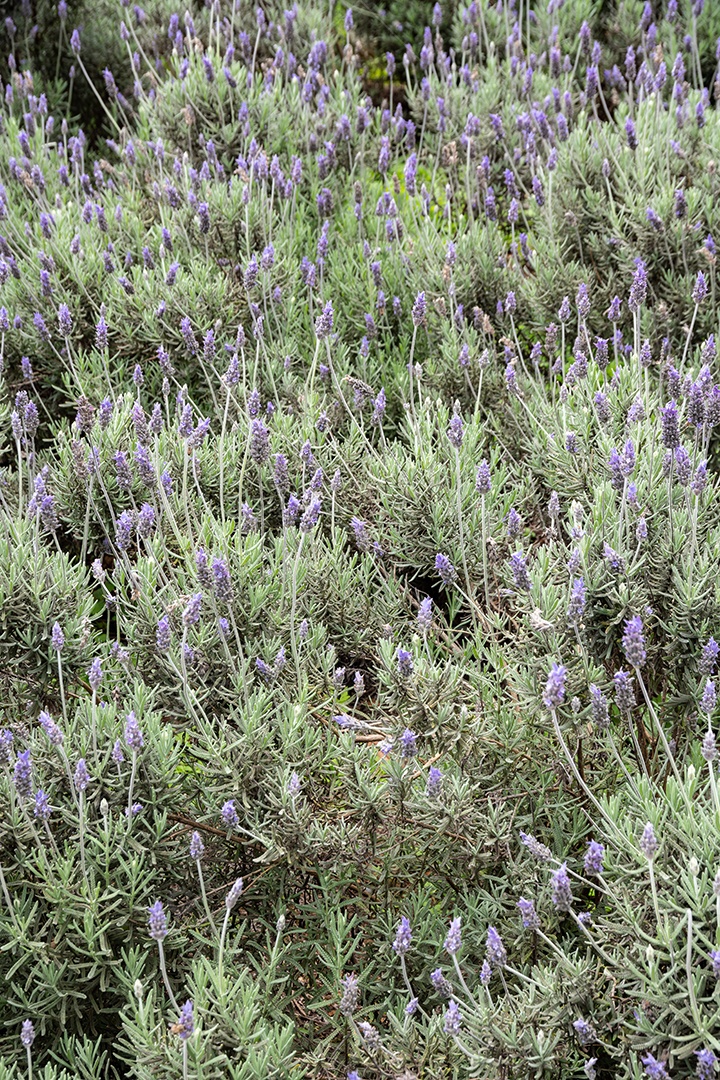 Arbusto de flores de lavanda