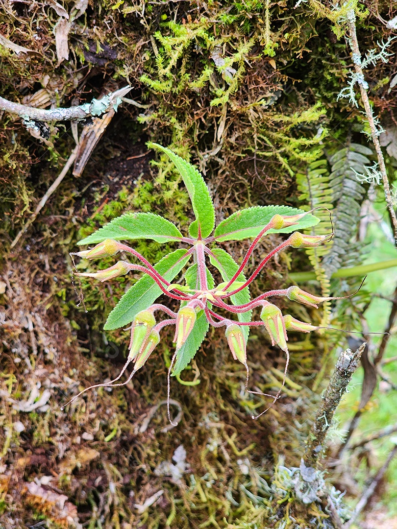 Flor exótica em um tronco de árvore em uma floresta tropical