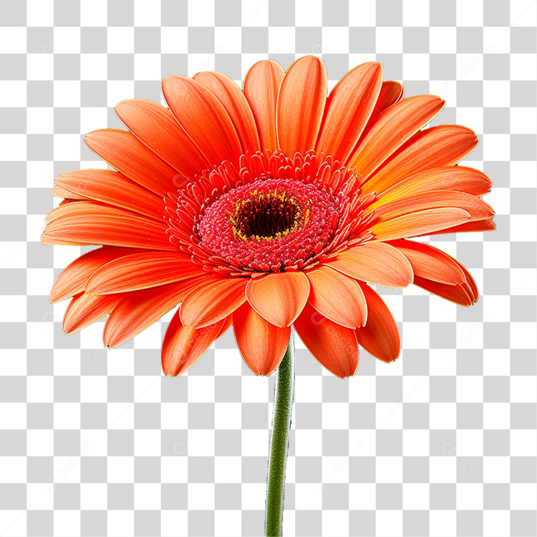 Flor Gérbera PNG Transparente