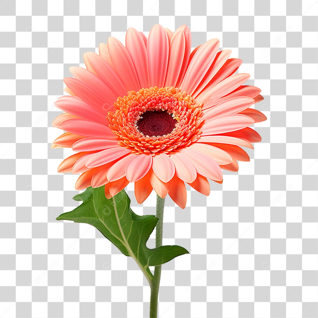 Flor Gérbera PNG Transparente