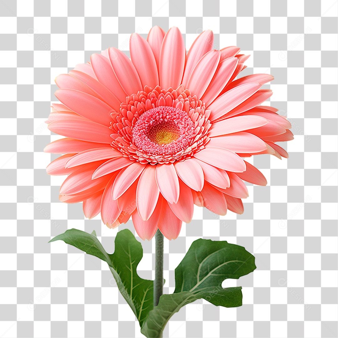 Flor Gérbera PNG Transparente