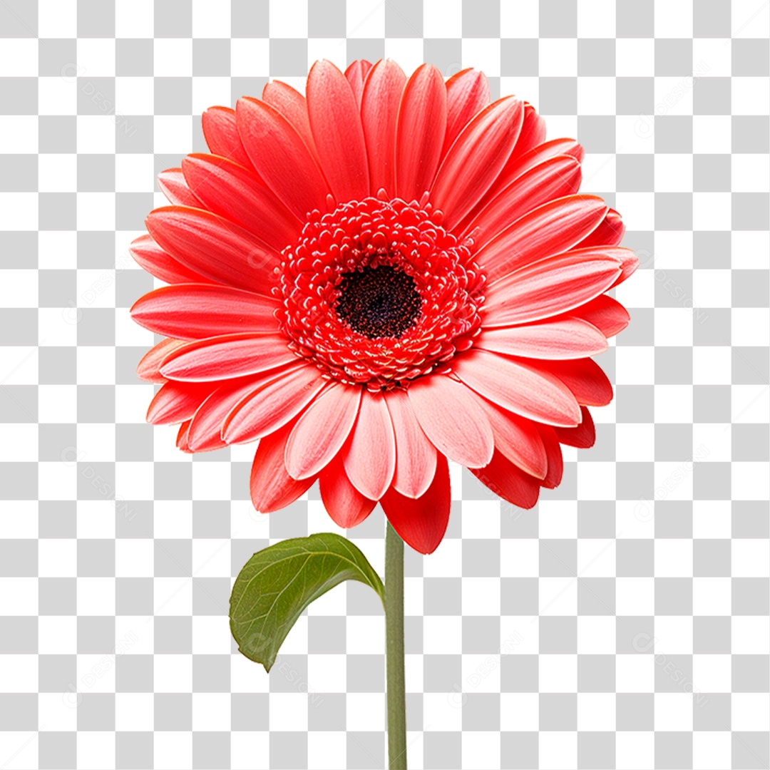 Flor Gérbera PNG Transparente