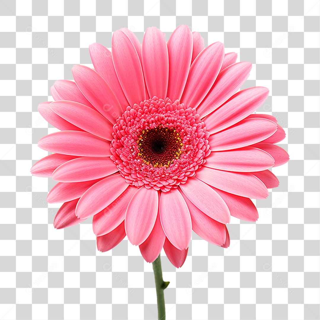 Flor Gérbera PNG Transparente