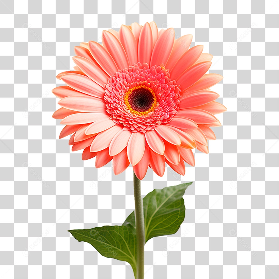 Flor Gérbera PNG Transparente
