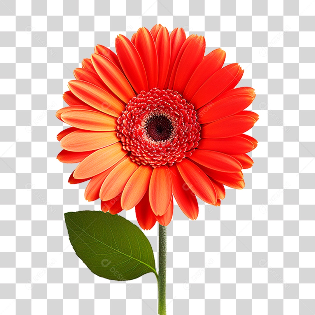 Flor Gérbera PNG Transparente